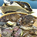 64【ふるさと納税】 漁協直送!大村湾からの贈り物(季節の魚...