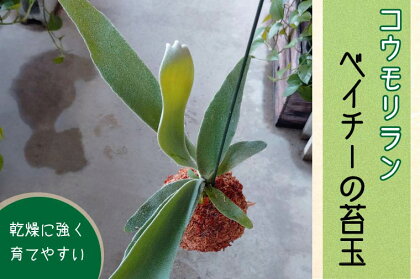 簡単♪観葉植物　コウモリラン　ベイチーの苔玉　【数量限定】（FKK19-393）