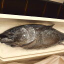 【ふるさと納税】豊後まぐろヨコヅーナ まるごと一本横綱セット