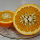【ふるさと納税】【数量限定】阿部農園の「紅八朔(べにはっさく) 約7.5kg」 先行予約 果物 フルーツ みかん<25-A0145>