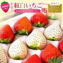 【ふるさと納税】《先行予約》期間・数量限定 宮崎県産 イチゴ 幸せの紅白いちごセット おおきみ&天使のいちご 大サイズ1パック(8粒~9粒程度)