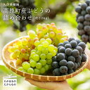 【ふるさと納税】宮崎県産特選 入佐果樹園 高原町産ぶどうの詰...