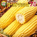 【ふるさと納税】宮崎県産<南国育ち ゴールドラッシュ20本入...