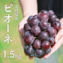 【ふるさと納税】先行予約 種無しぶどう ニューピオーネ 3房 合計1.5kg ぶどう 葡萄 種無し 宮崎県産 フルーツ 果物 ギフト 贈り物 送料無料 ※2021年9月上旬から出荷