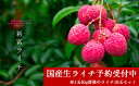 【ふるさと納税】予約商品<国産!新富ライチ 10玉入り>※平...
