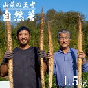 【ふるさと納税】Y-1 山菜の王者 自然薯1.5kg