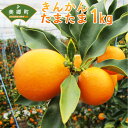 【ふるさと納税】きんかん たまたま 1キロ 1kg A2Lサ...