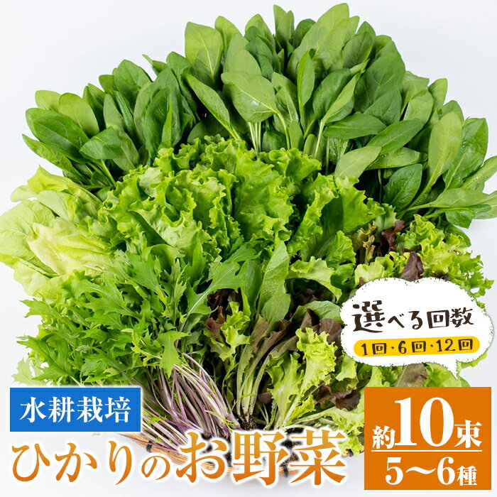 【ふるさと納税】＜回数を選べる！＞ひかりのお野菜(約10束・5〜6種 / 1回・6回・<strong>12</strong>回 ) 連続月 隔月 野菜 やさい 葉物 旬 <strong>定期</strong>便 ほうれん草 水菜 チンゲン菜 小松菜 リーフ<strong>レタス</strong> ルッコラ 水耕栽培 ミックスリーフ 山東白菜 何が届くかはお楽しみ【ひかりの郷】