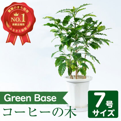 コーヒーの木 7号サイズ(約70cm)南国鹿児島で育った観葉植物！【GreenBase】