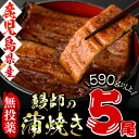 【ふるさと納税】日本初!無投薬で育った鰻師の蒲焼<5尾> 計...