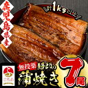 【ふるさと納税】日本初!無投薬で育った鰻師の蒲焼<大サイズ7...