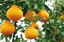 【ふるさと納税】mandarin-66ながしまマンダリン王(不知火みかん)5Kg