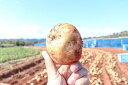 【ふるさと納税】伊唐島産 いからんじゃがいも約5kg_hor...