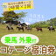 【ふるさと納税】乗馬の外乗付!1泊2日宿泊券(1名様分) 乗馬経験者向け騎乗チケット 【霧島アート牧場】