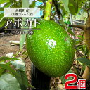 【ふるさと納税】【先行予約】滑らかな食感と濃厚な旨み!アボカ...