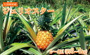 【ふるさと納税】【数...