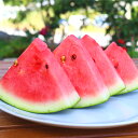 【ふるさと納税】今帰仁産 夏のスイカ 1玉4.5kg以上