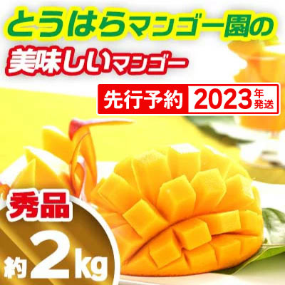 【2023年発送】とうはらマンゴー園の美味しいマンゴー秀品　約2kg