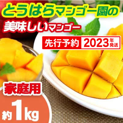 【2023年発送】★家庭用★とうはらマンゴー園の美味しいマンゴー　約1kg