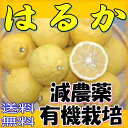 【送料無料・産地直送】愛媛県産 はるか 約10kg 減農薬・有機栽培 加工用サイズ混合わけあり品(規格外品) *3月中旬以降の発送予定 【smtb-k】【w2】送料込