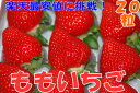 【送料無料】徳島産ももいちご大粒20粒700g化粧箱入 贈答向け秀品 *1月5日以降発送予定 【楽ギフ_包装選択】【楽ギフ_のし宛書】【楽ギフ_メッセ入力】【smtb-k】【w2】送料込【10P19Mar14】【10P19Mar14】