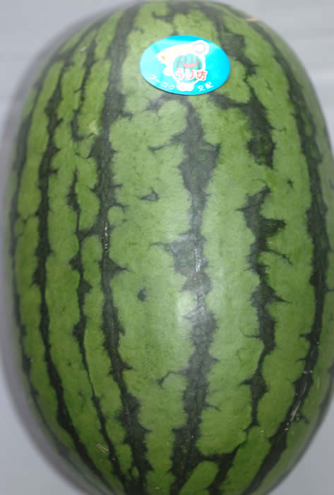 餬١饰ӡܡΤ褦ʷΥĹ긩˷1Ȣ(35 9kg)Ȣ *5ܤꤪϤͽ