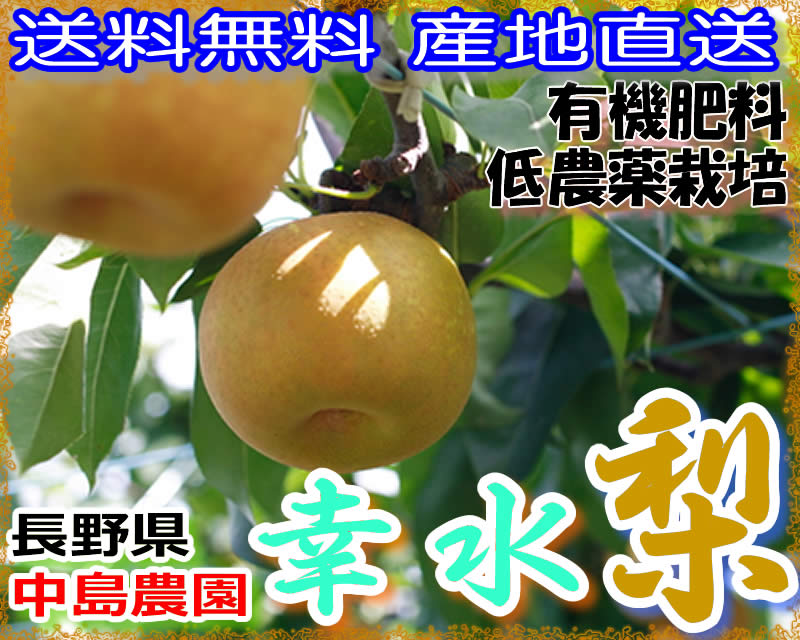 【送料無料・産地直送】長野県 中島農園の特選幸水梨 約9キロ 24〜30個 産地箱入 贈答向け秀品 *8月20日〜9月3日頃の発送予定 送料込