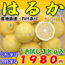 【送料無料・産地直送】愛媛県産 はるか 約3kgお試し品 減農薬・有機栽培 加工用サイズ混合わけあり品(規格外品) *3月中旬以降の発送予定 【smtb-k】【w2】送料込