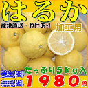 【送料無料・産地直送】愛媛県産 はるか 約5kg