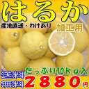 【送料無料・産地直送】愛媛県産 はるか 約10kg