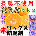 送料無料 農薬不使用 はるみ 約5kg 小玉サイズ ご家庭用 みかん 訳あり 農園直送 産地直送 無農薬 蜜柑 ミカン 愛媛産 ワケあり 愛媛みかん デコポン ore