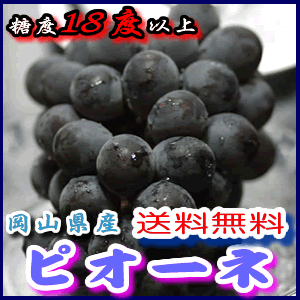 【送料無料】岡山県産種なしピオーネ 約2kg4房前後産地化粧箱入 贈答用秀品 7月上旬以降の発送予定 送料込【ポッキリ】