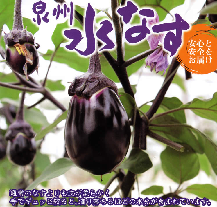 大阪泉州特産 水茄子(水なす) 7〜10個約1.5kg 特選品質 【常温同梱】【冷蔵同梱】可能商品 【楽ギフ_のし宛書】【楽ギフ_包装選択】【楽ギフ_メッセ入力】【sybp】【w2】【10P4Jul12】【マラソン201207_食品】【マラソン1207P10】生でも食べられるなにわの伝統野菜、水ナス