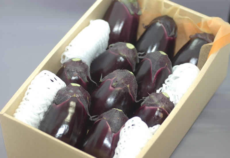 大阪泉州特産 水茄子(水なす) 10個約1.5kg 贈答向け 化粧箱入 【マラソン1207P10】