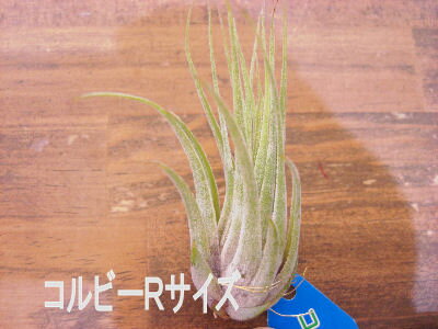 着生植物　エアープランツ チランジア　イオナンタ　コルビー(スカポーサ）　Rサイズ癒しの観葉植物　観葉植物　インテリア　観葉植物　おしゃれ　インテリアグリーン