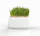 ハリオグラス 猫草栽培キット にゃんベジセットPTS-NKC...