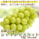 【送料無料】大粒シャインマスカット約700g 8月中旬〜発送 秀品 1房 ブドウ 贈答品に最適♪