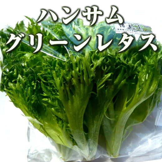 ハンサムグリーンレタス/green leaf lettuce 120g ファーム海女乃島・水耕栽培...:farmama:10000001