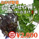 JGAP認証農場 水耕栽培 おかげ野菜 おまかせ5種さらにおまけ野菜2袋