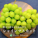 【送料無料】シャインマスカット(ぶどう)贈答用 約3.5kg(6房)長野県産