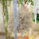 東谷 植物 飾り LFS-902C ボールフェイクグリーンS【AZM】【QCA41】