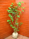 マルバノキ【シンボルツリー 庭木 植木】...