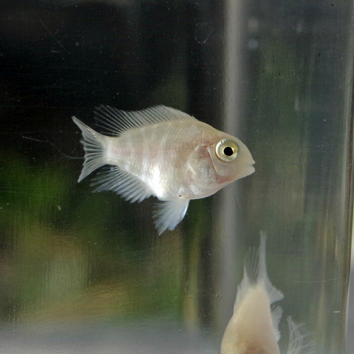 (<strong>熱帯魚</strong>)プラチナ<strong>パロット</strong>ファイアー　ベビー　（約1.5-2cm）10匹