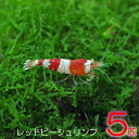 (エビ)レッドビーシュリンプ(約1cm)(5匹)【水槽/熱帯魚/観賞魚/飼育】【生体】【通販/販売】【アクアリウム】