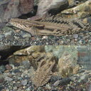 (熱帯魚 生体) パーフェクトショートボディ ポリプテルスエンドリケリー ウルトラ
