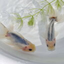 (金魚 生体)【数量限定】 国産 さわやか東錦(10cm前後)<1匹>(S1116-2)【水槽/熱