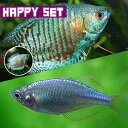 (熱帯魚)【バリューセット】ネオンドワーフグラミー (約4cm)(1ペア) + ネオンドワーフレインボー(約2-3cm)(3匹)【水槽/熱帯魚/観賞魚/飼育】【生体】【通販/販売】【アクアリウム】