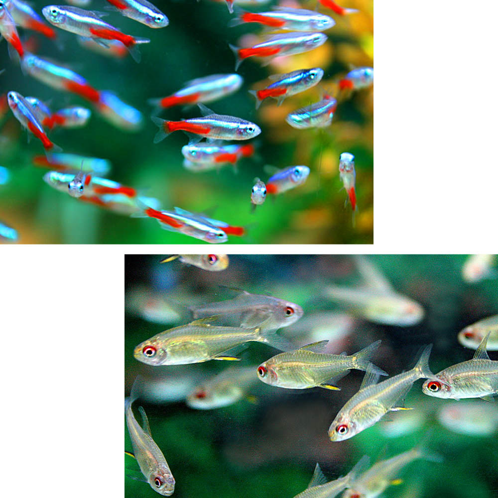 水槽　熱帯魚　▼ネオンテトラ　SMサイズ（約2cm）　（10匹）　＋　レモンテトラ（約3cm）（10匹）　　【クーラーも今が買い！ネオス夏祭りセール！】【熱帯魚】【水槽】【4999円以上で基本送料無料！】