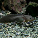 (両生類)ウーパールーパー(ブラック)(約12cm)(1匹)【水槽/熱帯魚/観賞魚/飼育】【生体】【通販/販売】【アクアリウム】