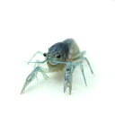 (エビ)フロリダハマー(約4-5cm)(1匹)【水槽/熱帯魚...